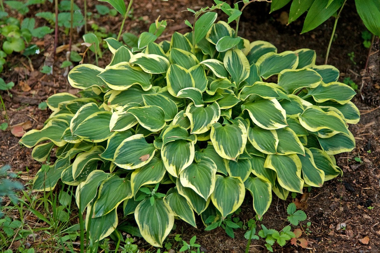 Саженец хосты ’Пилигрим’/Hosta ‘Pilgrim’ С2