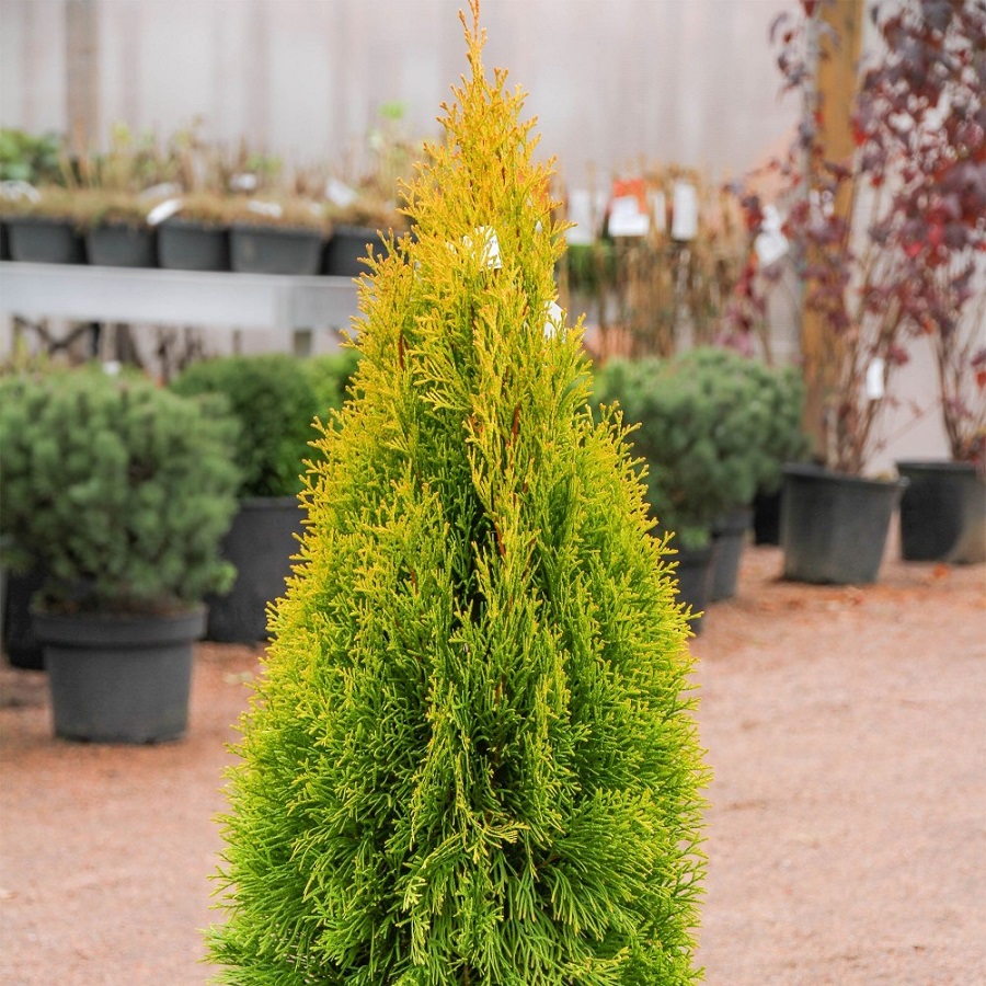 Саженец туи сорт западная Голден Смарагд Thuja occ. Golden Smaragd С3/35-45