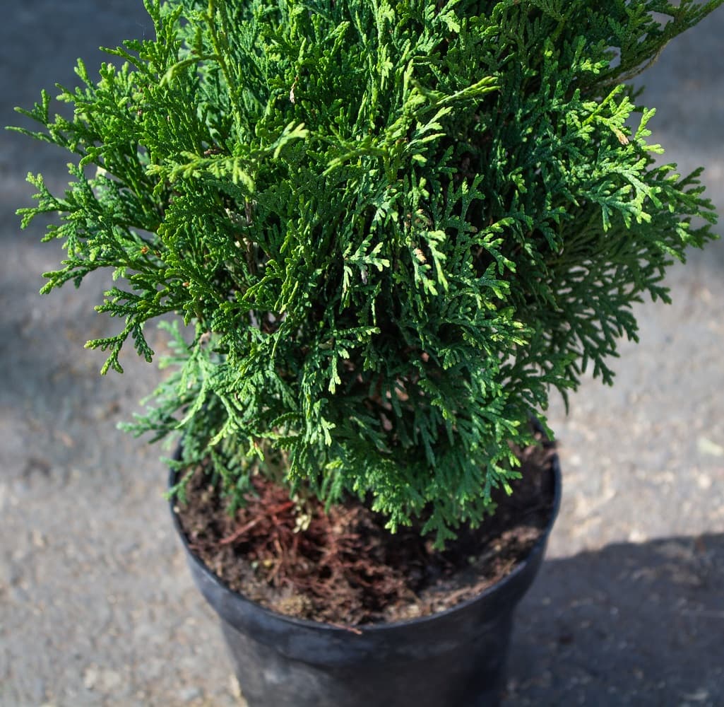 Саженец западной туи Пирамидалис Компакта/Thuja occidentalis Pyramidalis  Compacta С2 — цена в Орске, купить в интернет-магазине, характеристики и  отзывы, фото